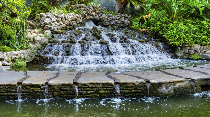 Plants Around A Fountain: Top 5 Choices